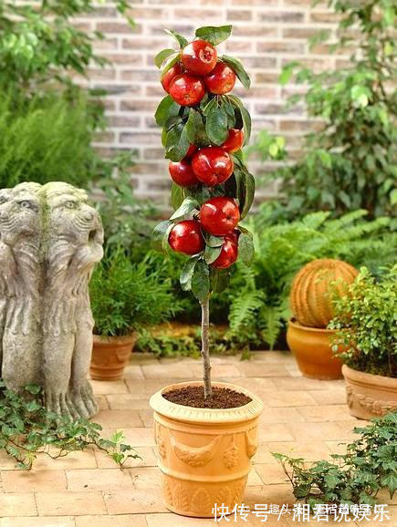 盆栽|8种水果盆栽比花都美,果实多好打理,够一家人吃一年了!