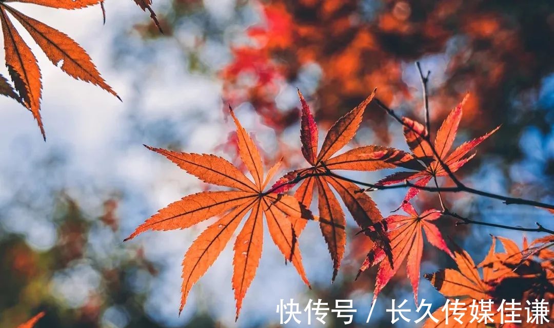 赏枫|终于开放！天平山风景区“红”了，枫叶最佳赏味期要来啦~