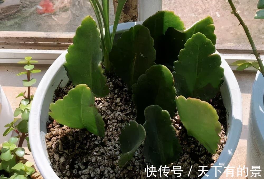 新芽|4种花真强悍，1片叶子就能繁殖出新植株，养两年成大户