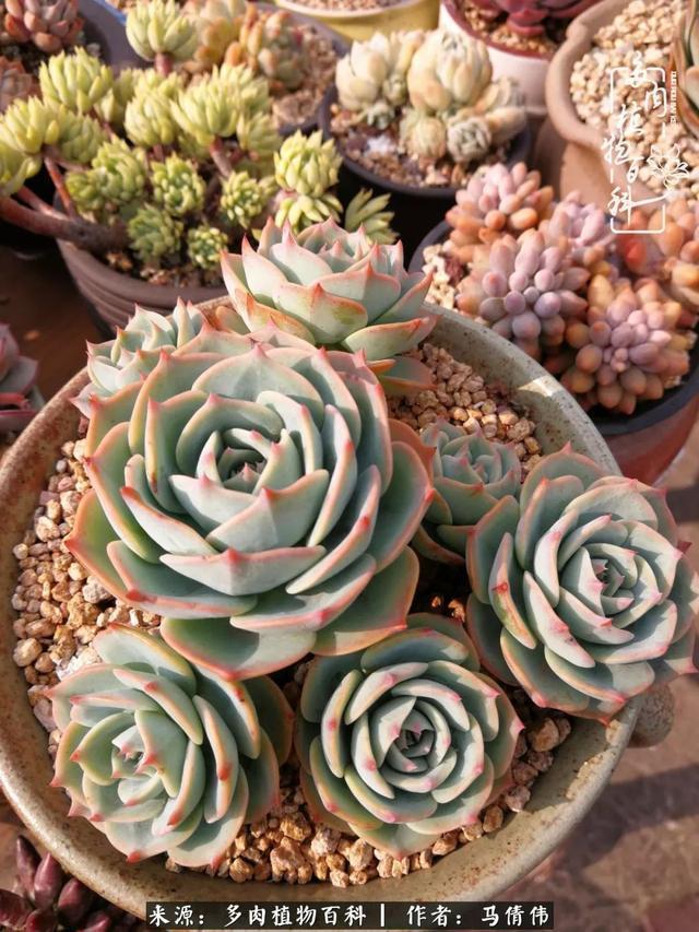 养多肉如同种下希望，因为美丽总在下一个季节！