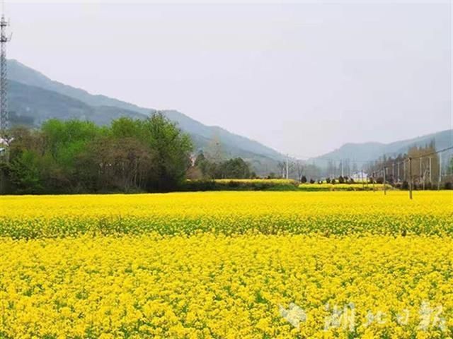 农业农村部推介55条乡村游线路，武汉黄陂烂漫春花之旅入选