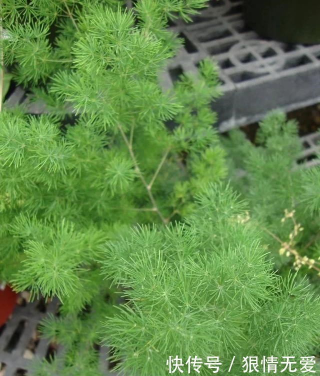 文竹、武竹和松叶武竹三“兄弟”,颜值高,哪种养护难度高!