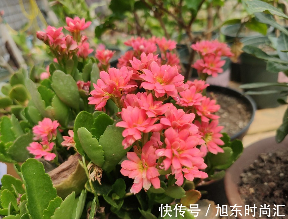 十月长寿花正开花，教你几个小技巧，花开一茬接一茬，开花小半年