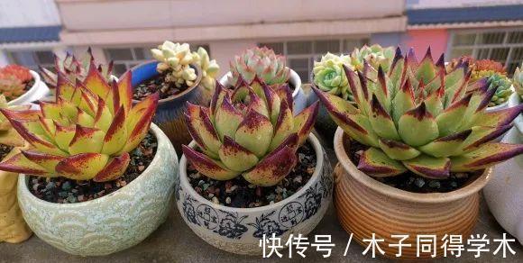 养死|养好多肉分几步?2步就够,不要去模仿别人,技术是自己的