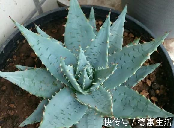 浇水|这16种花冬天越浇越死,3个月不管,反而长高个