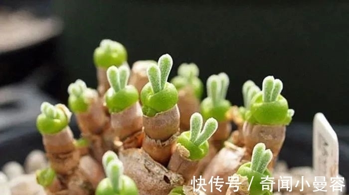 漂亮|20个难得一见的多肉植物,每一个都漂亮极了
