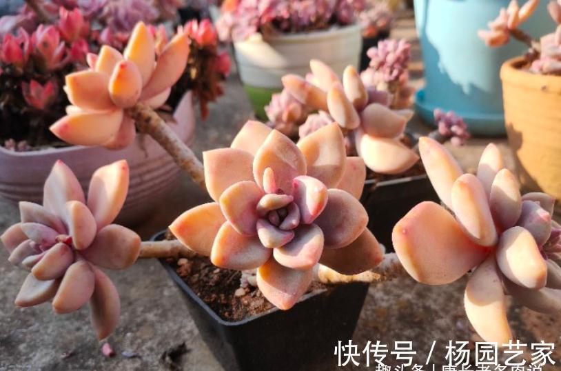 多肉冬美人跟秋丽比高低?冬美人皮实更胜一筹,秋丽颜值略胜一分