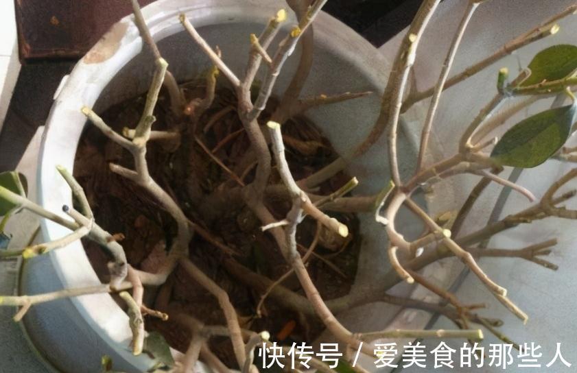 11月养茉莉，狠心剪1刀，做好4个不能，来年长势猛，花艳