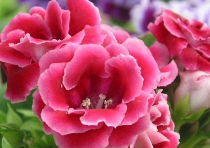 适合夏季养的花，好活易爆盆，花姿妖娆，花色迷人