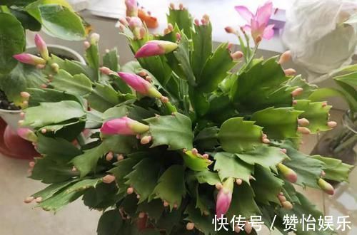 酢浆草|7种花，就得穷养，用破盆，少浇水，丢阳台，越长越旺