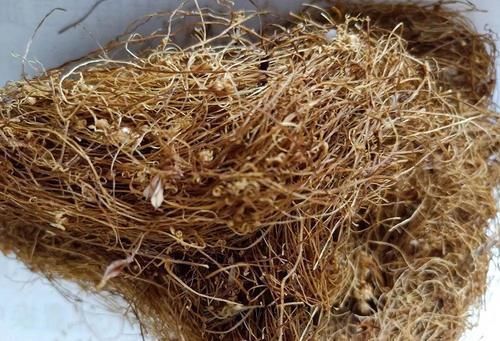 大豆|若在大豆上见到这野草,别手软,赶紧采摘回家,它种子价值很高