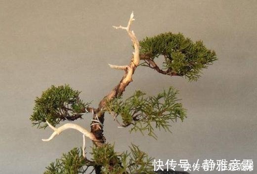 舍利干|盆栽案例欣赏,最贵的是舍利干,桃花类的美极了!