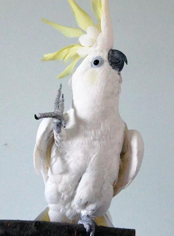 凤头鹦鹉随音乐起舞能做14个不同动作 快资讯