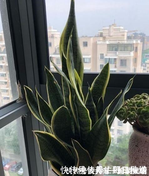 不会给虎皮兰浇水，只需记住“4个字”，叶片宽又厚，爆满一圈芽！