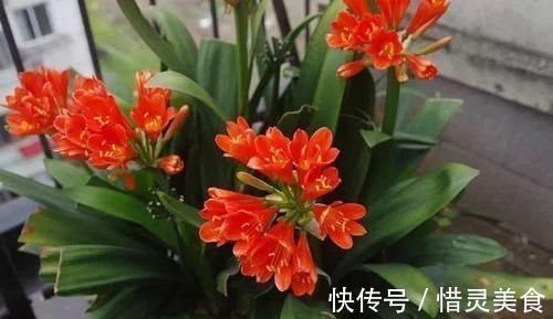 想要植物长得好，一种花肥炒一炒，养花盆底垫一些，3年不用施肥