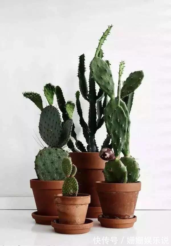 3种“丑花”，长得不怎么样，却能旺运镇宅，关键还好养