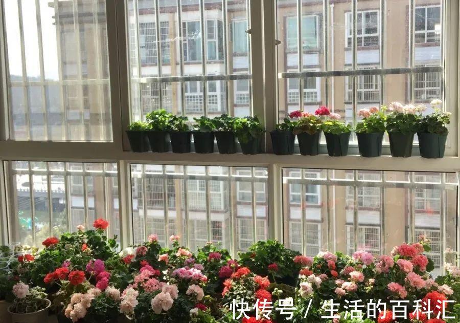 观赏性|养花细节决定成败：搞不定这3点，养一盆黄一盆