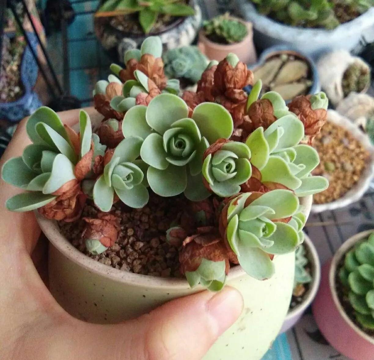 烂根多肉不要扔,处理一下,还能活,照样长出好状态