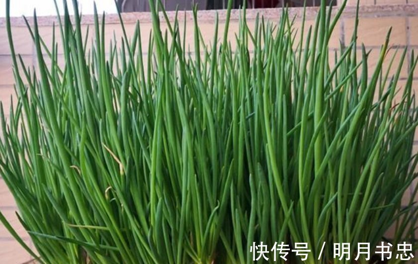 肥料|阳台上最容易种植的“4种蔬菜”生长得快,浇水就行了