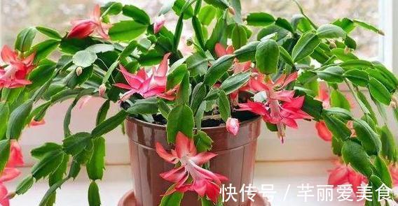 根部|养蟹爪兰,这么浇水不仅不会死,反而开花越来越多