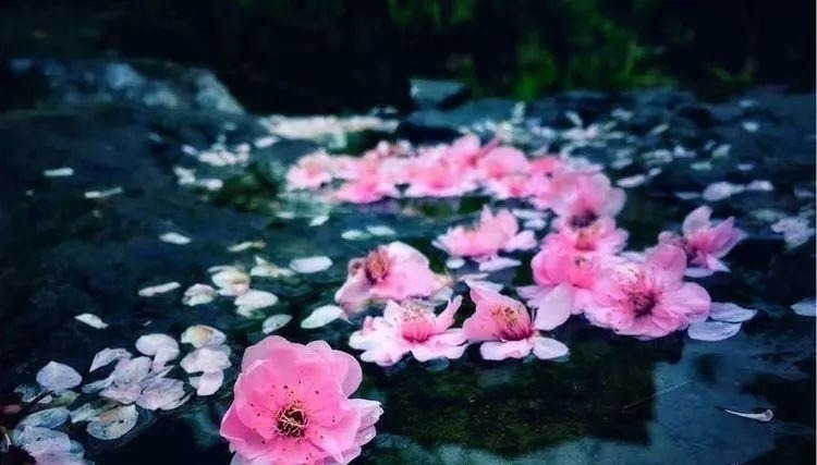 别严士元#落花人独立,微雨燕双飞——十二句唯美的古诗词佳句