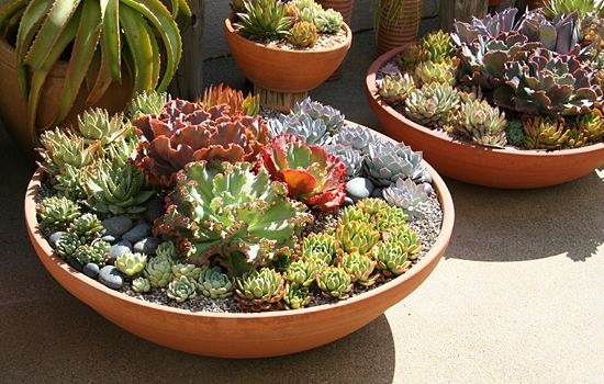 养肉朋友别烦恼,妙招帮你省心事,多肉世界多的是你不知道的事!