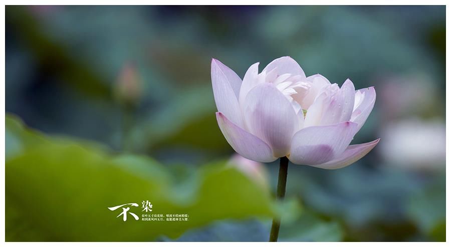 未来7天 财运一路高涨 4大属相贵子 乘风来 日子一帆风顺 粉紫色