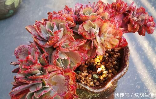 光照|多肉淋水后，哪些事情不该做，早知道才能避免“发烧”