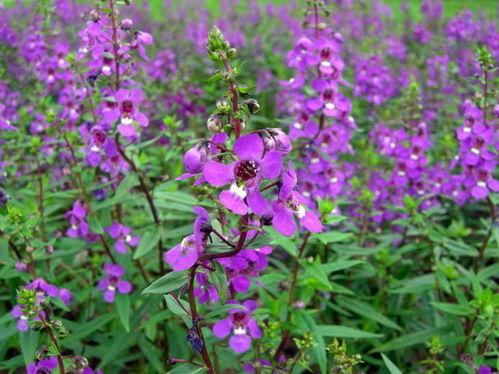 5种花,超级耐看,花开媲美玫瑰