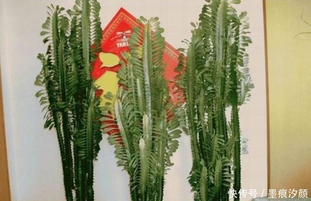 一种花,能窜到2米,大气且寓意不错,客厅养正适合!