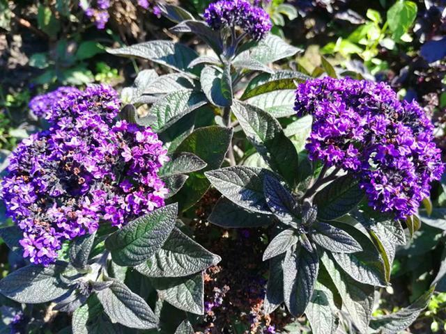 和香水一样香的草,紫色花朵超迷人,阳台种一盆,又香又美