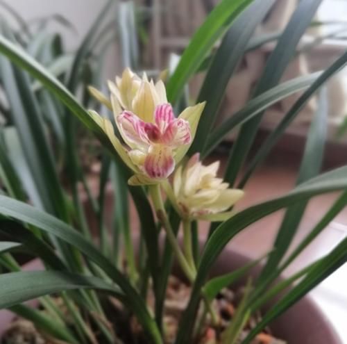 春天来临!这种兰花要养一盆,又美又香,一年能开四五次