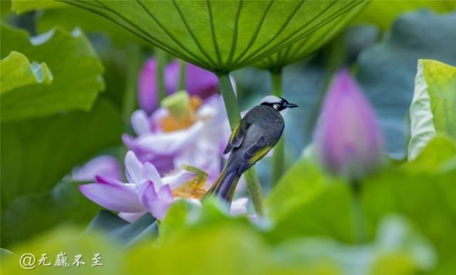 老年|青白江的夏雨荷——夏至错失日环食，怡湖园中观芙蕖