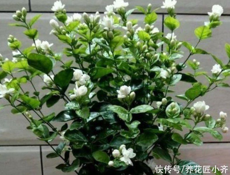 长势|家里养这“4种花”,立春过后要“修剪”,晚了长势弱,影响开花