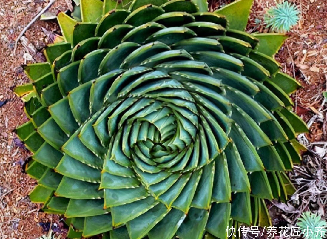 让你看了“眼发晕”的芦荟,它是芦荟中的“女王”,想养谨记2点