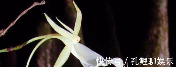 青藏高原|喜马拉雅山发现“鬼兰”,价值1600万,外形似青蛙个人不能买卖