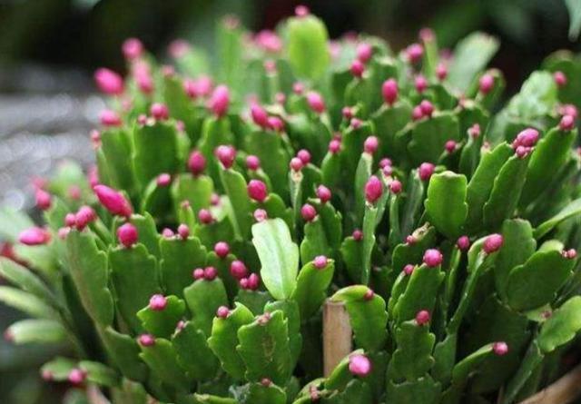 扦插蟹爪兰秋季正合适,一个叶片插一棵,7天就生根,开花花量大