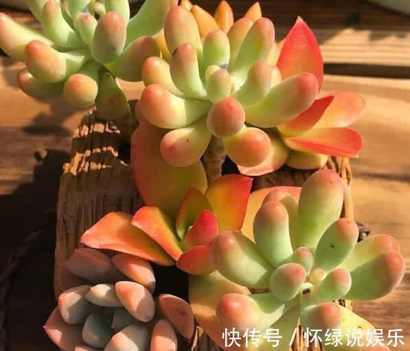 烂根|夏天养花,别做几种“险事”,避免养一盆烂一盆