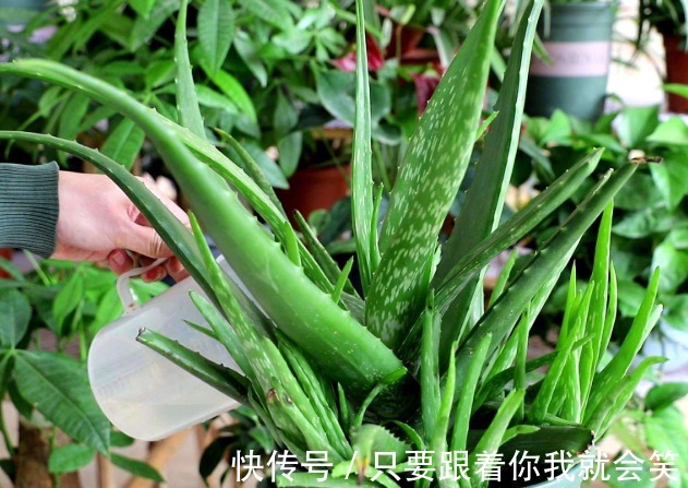 “有害气体”最烦5种花,家里养几盆,守护家人健康