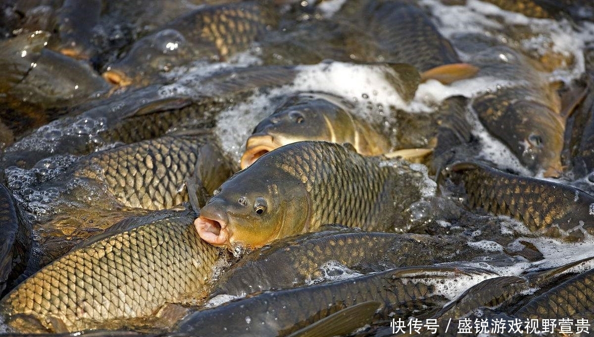 鱼群|钓鲤鱼时怎么才能让窝子里的鱼一直有口？钓鲤鱼的持续诱鱼技巧