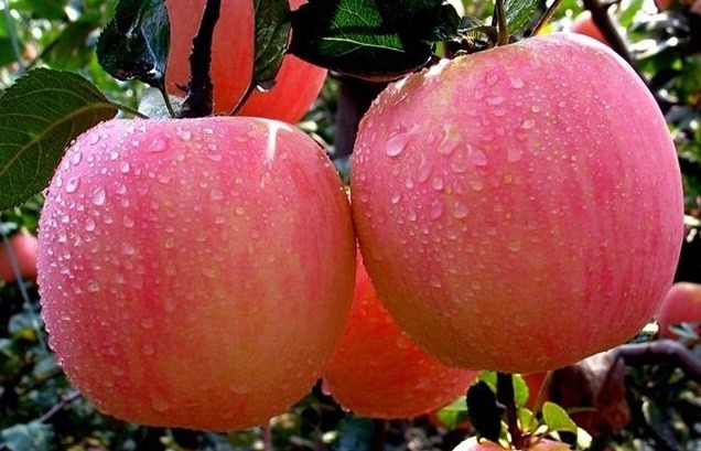 氨基酸|女人到40岁后,2种水果可劲儿吃,平稳过更年期,帮助保持容颜