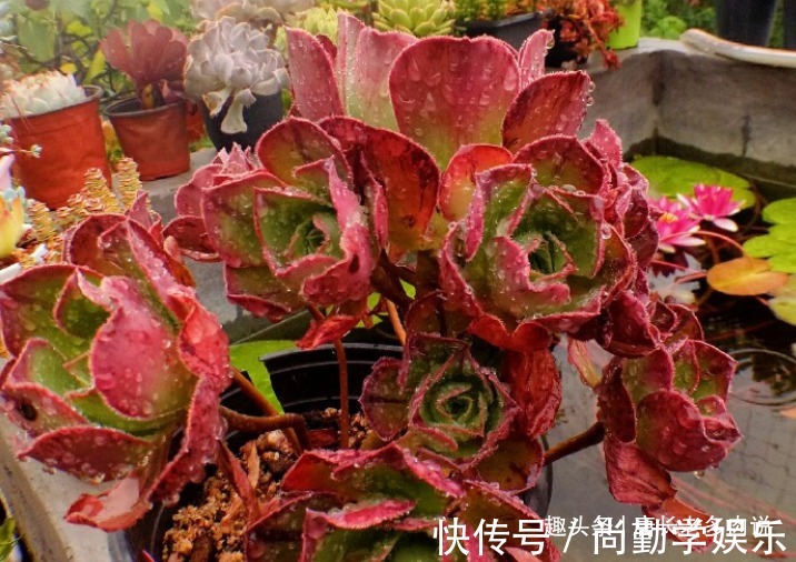 法师|多肉红富士法师，出状态时那一抹红色的娇艳是否会将你彻底迷倒