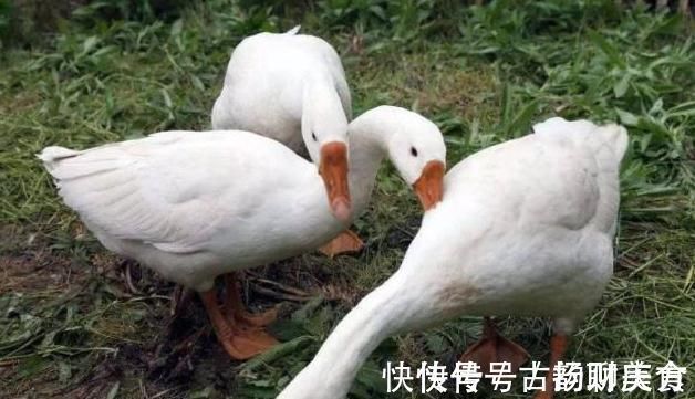 孕妇|孕期吃鹅蛋有用吗?若你还没到怀孕8个月,看完或许更受益!