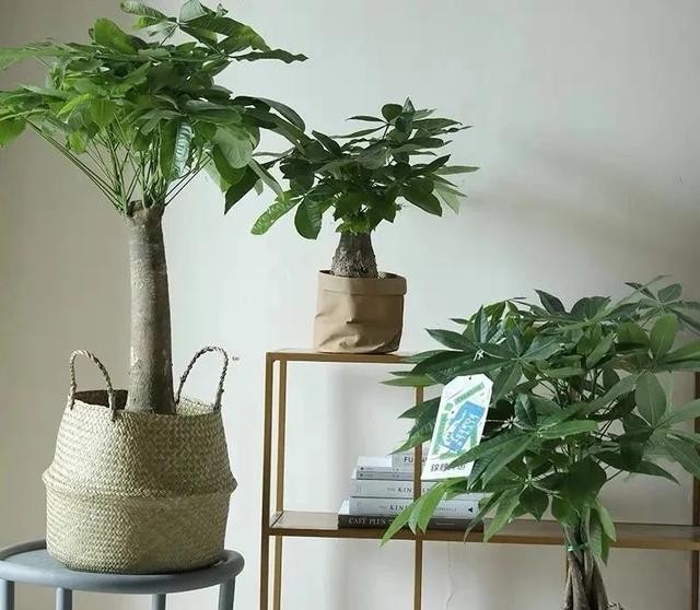 定要少浇水|这5种植物,冬天一定要“断水”,一浇一个死,管住手