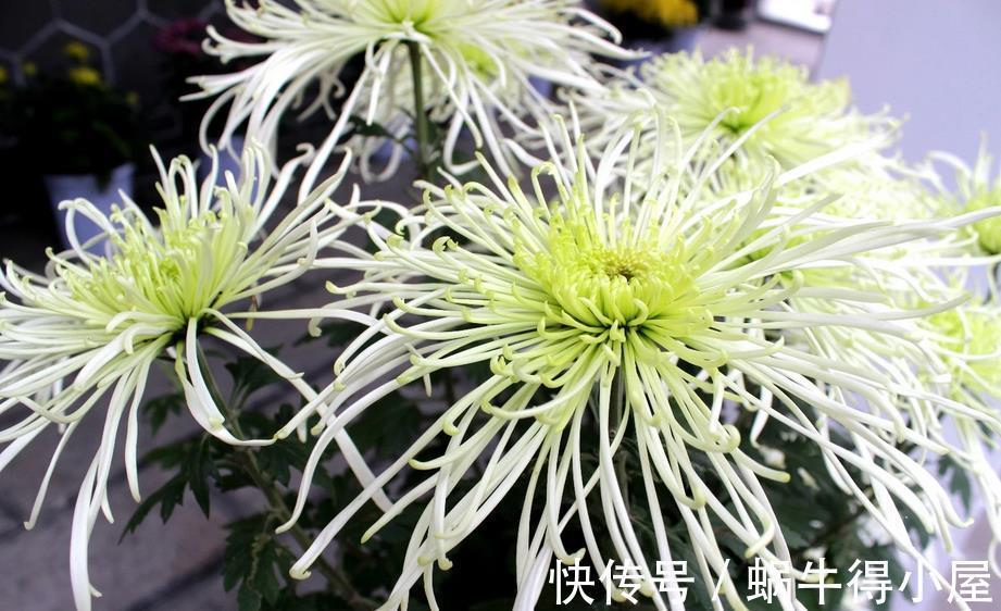 养护|做好3件事,养殖高雅的菊花,植株一年中开花不止一次