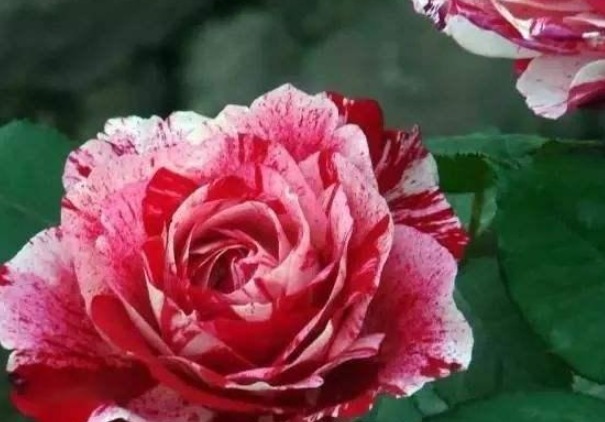 三个品种的月季花,不仅花瓣上有漂亮的花纹,而且养护方法简单