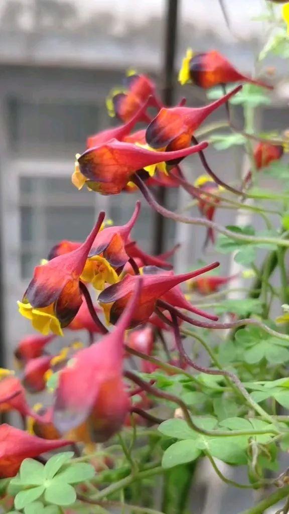 7种花要慎养,房前屋后都爬满,邻居有意见!