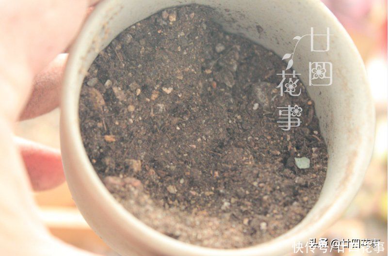 肉肉|多肉烂根变萎蔫，逃不过3个原因，对症处理恢复快