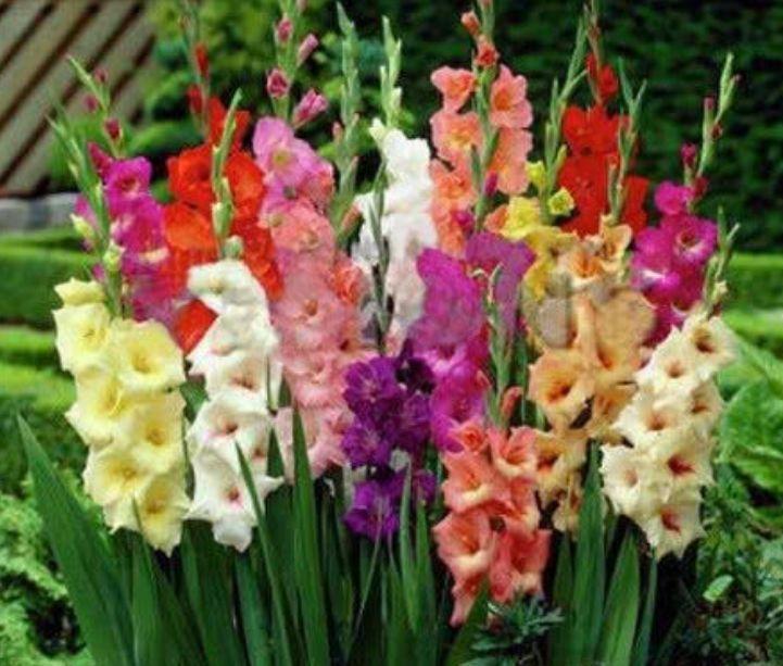 4种“漂亮花”,花色艳、花量大,不用费心,就能长的特别好