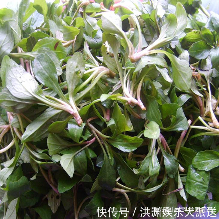 马兰头|女性常吃此菜,每天来一盘,皮肤白皙细腻,子宫越来越健康